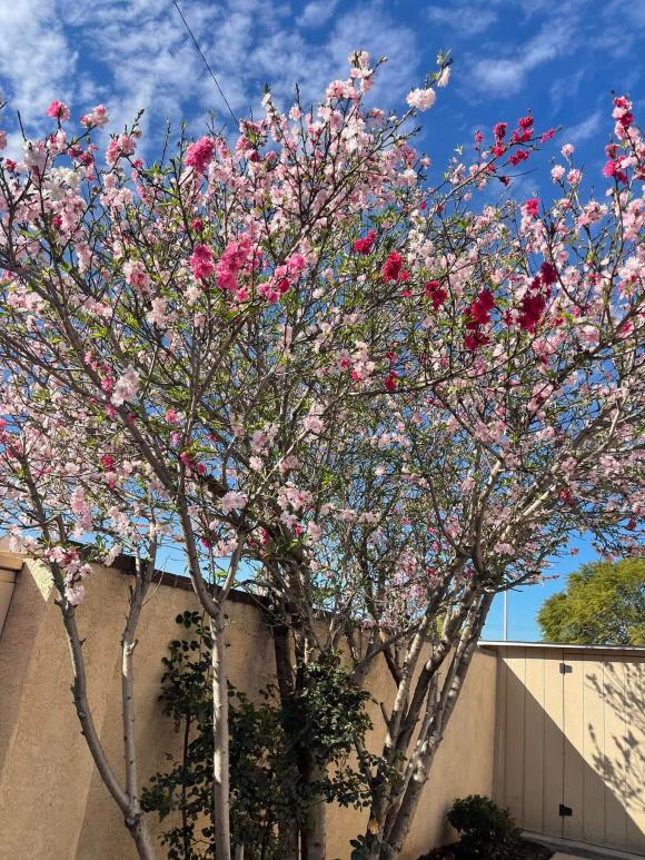 Ngọc Anh 3A khoe khu vườn tự tay chăm bón trong không gian sống ở Mỹ-9