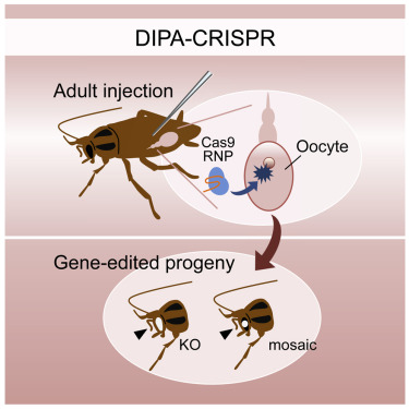 Các nhà khoa học vừa tạo ra một loài gián đột biến gen bằng công nghệ CRISPR-5