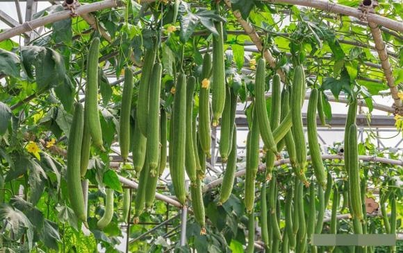Mua mướp đừng tham quả to, cứ nhìn 4 điểm này biết ngay quả nào ngon ngọt-1
