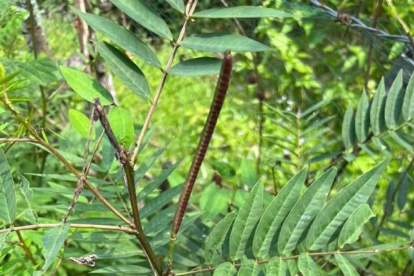 Bé trai được cứu sống bằng loại thuốc đắt nhất thế giới-2