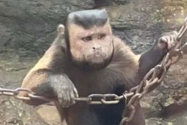 Con khỉ có mặt giống người và cái đầu hình vuông gây xôn xao-1
