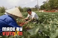'Nhân sâm' siêu rẻ ở Việt Nam du nhập Trung Quốc, cứu đói hàng trăm triệu người