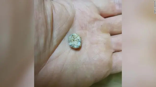 Phát hiện chiếc răng em bé 130.000 tuổi trên núi, các nhà khảo cổ ngỡ ngàng về quá khứ loài người cổ xưa ở Đông Nam Á-1