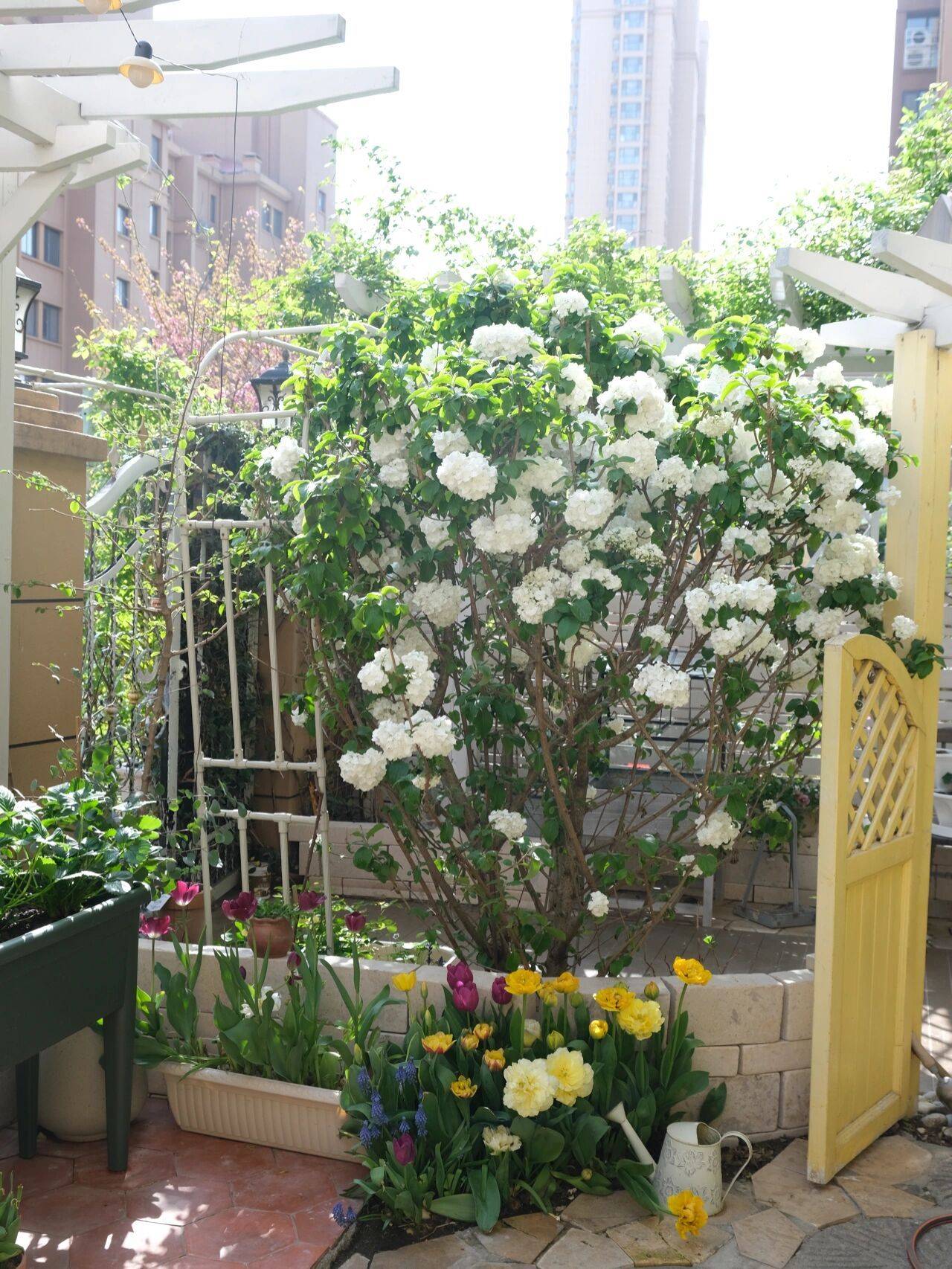 Ngẩn ngơ trước khu vườn nhà 60m² đẹp như tranh vẽ, thác hoa phủ vàng ruộm cả một góc sân-15