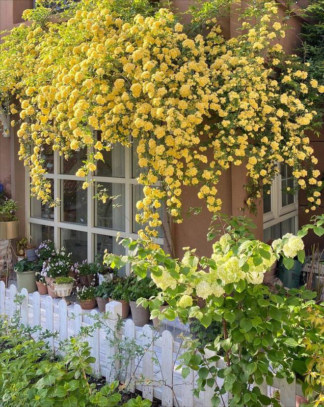 Ngẩn ngơ trước khu vườn nhà 60m² đẹp như tranh vẽ, thác hoa phủ vàng ruộm cả một góc sân-10