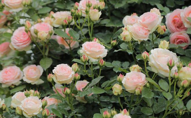 Ngẩn ngơ trước khu vườn nhà 60m² đẹp như tranh vẽ, thác hoa phủ vàng ruộm cả một góc sân-12