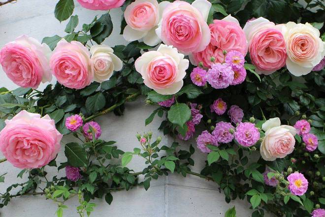 Ngẩn ngơ trước khu vườn nhà 60m² đẹp như tranh vẽ, thác hoa phủ vàng ruộm cả một góc sân-14