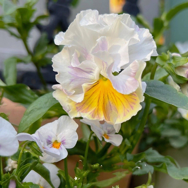 Ngẩn ngơ trước khu vườn nhà 60m² đẹp như tranh vẽ, thác hoa phủ vàng ruộm cả một góc sân-4