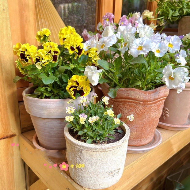 Ngẩn ngơ trước khu vườn nhà 60m² đẹp như tranh vẽ, thác hoa phủ vàng ruộm cả một góc sân-6