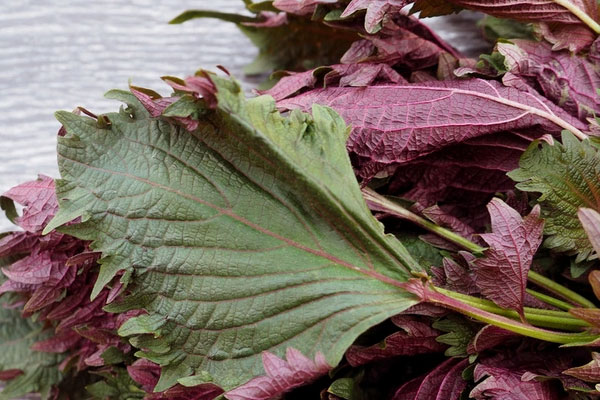 Người Nhật gọi tía tô là lá hồi sinh, uống đúng thời điểm vàng này trong ngày sẽ thải mỡ, đẹp da-4