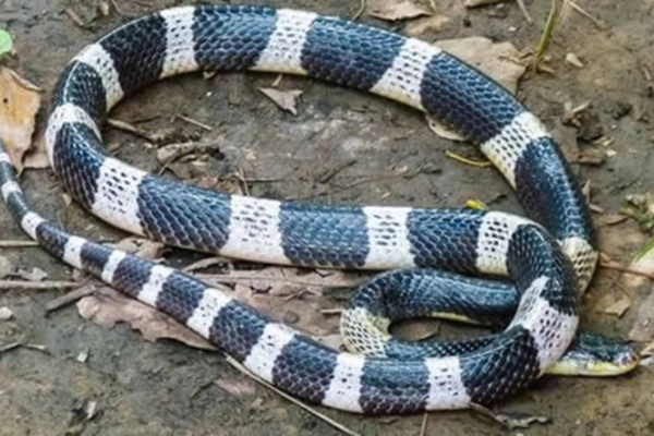 Người phụ nữ hoảng hốt bế con bỏ chạy khi thấy rắn hổ mang lao qua trước mặt-1