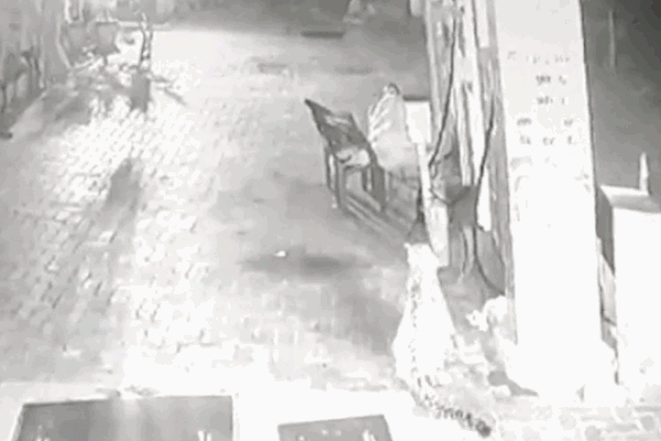 Báo hoa mai đột nhập vào nhà dân, ngoạm cổ chó nhà lôi đi-1