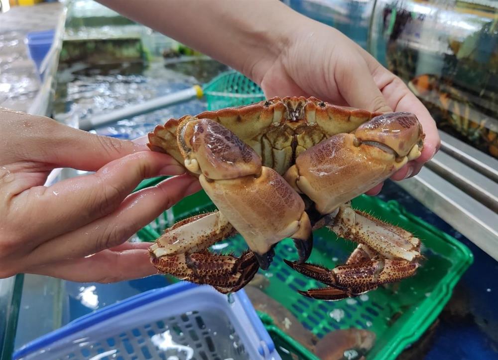 Cua biển nhập ngoại rẻ hơn cua trong nước-2