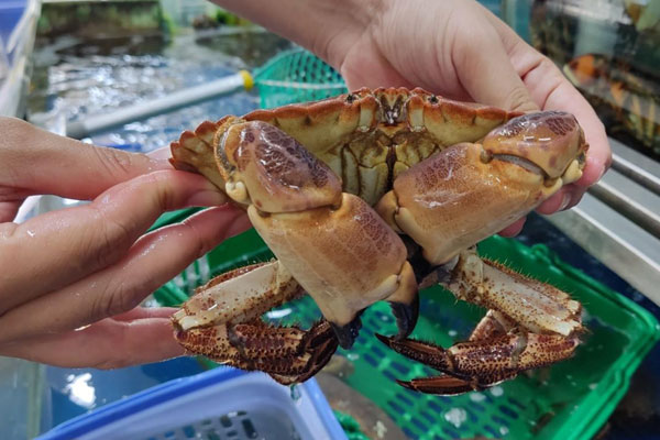 Trồng duy nhất trên 1 quả núi ở Sơn La, loại mận ‘cherry Việt Nam siêu đắt khách-4