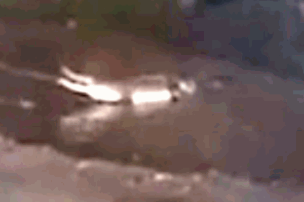 Clip: Đứt dây thừng, người đàn ông rơi thẳng xuống hồ cá sấu-1