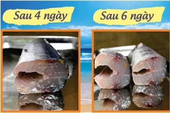 Mẹo bảo quản cá được tươi lâu và ngon hơn, bà nội trợ nào cũng nên biết