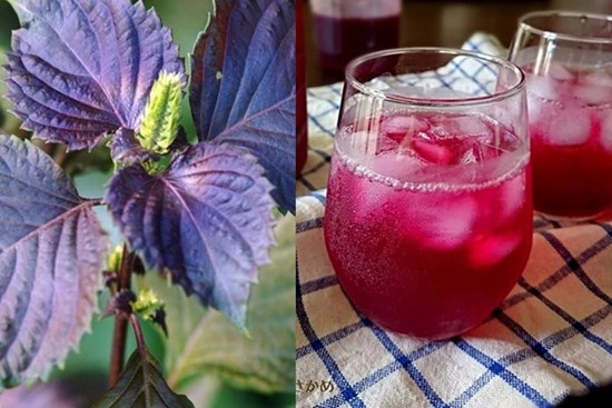 Người Nhật gọi tía tô là lá hồi sinh, uống đúng thời điểm vàng này trong ngày sẽ thải mỡ, đẹp da