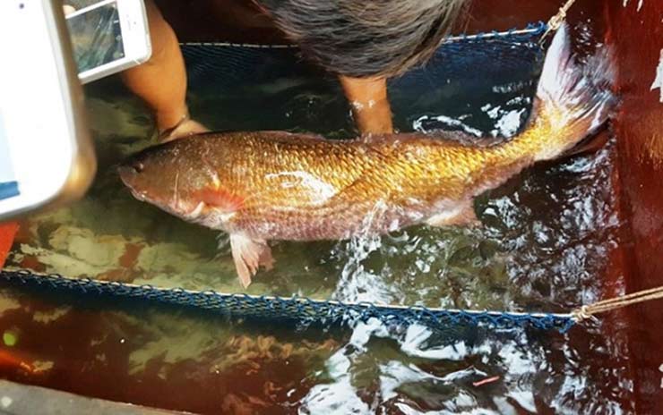 Loài cá có ở Việt Nam được cả thế giới săn đón, trong bụng chứa một thứ quý như vàng-1