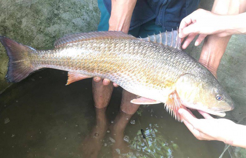Loài cá có ở Việt Nam được cả thế giới săn đón, trong bụng chứa một thứ quý như vàng-2