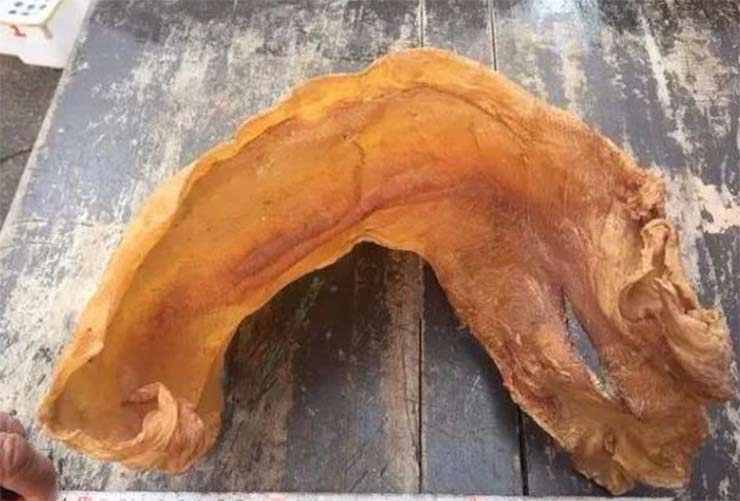 Loài cá có ở Việt Nam được cả thế giới săn đón, trong bụng chứa một thứ quý như vàng-3