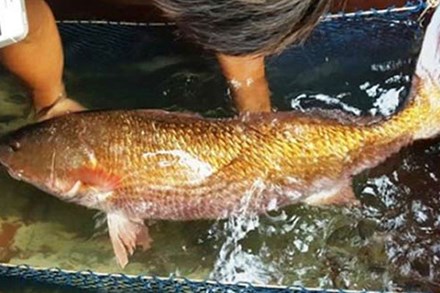 Loài cá có ở Việt Nam được cả thế giới săn đón, trong bụng chứa một thứ quý như vàng