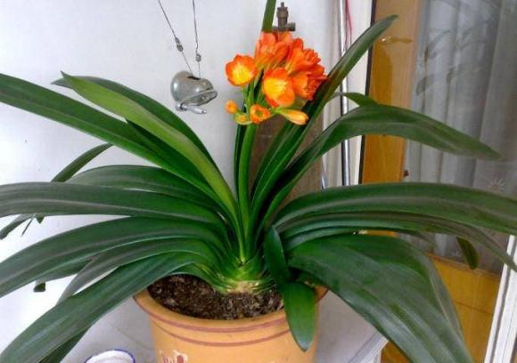 2 loại cây may mắn” trong phòng khách, tài lộc vượng phát, nhà phố cũng phất lên, cả năm mọi việc hanh thông!-1