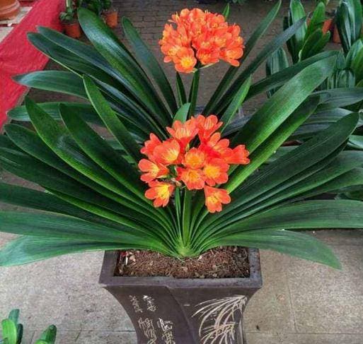 2 loại cây may mắn” trong phòng khách, tài lộc vượng phát, nhà phố cũng phất lên, cả năm mọi việc hanh thông!-2