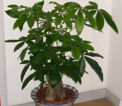 2 loại cây may mắn” trong phòng khách, tài lộc vượng phát, nhà phố cũng phất lên, cả năm mọi việc hanh thông!-3