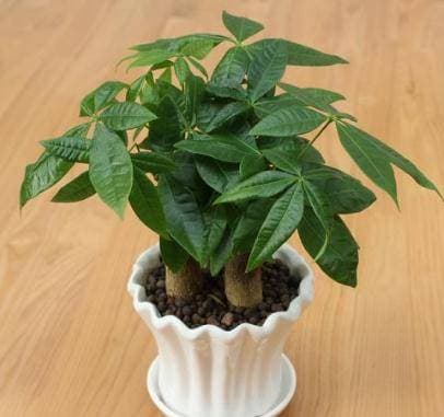 2 loại cây may mắn” trong phòng khách, tài lộc vượng phát, nhà phố cũng phất lên, cả năm mọi việc hanh thông!-4