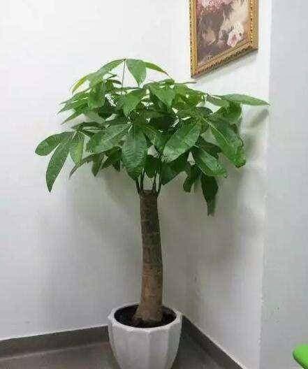 2 loại cây may mắn” trong phòng khách, tài lộc vượng phát, nhà phố cũng phất lên, cả năm mọi việc hanh thông!-5