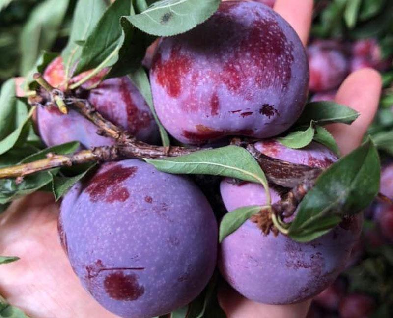 Trồng duy nhất trên 1 quả núi ở Sơn La, loại mận ‘cherry Việt Nam siêu đắt khách-1