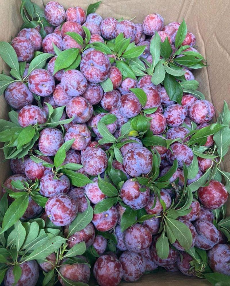 Trồng duy nhất trên 1 quả núi ở Sơn La, loại mận ‘cherry Việt Nam siêu đắt khách-3