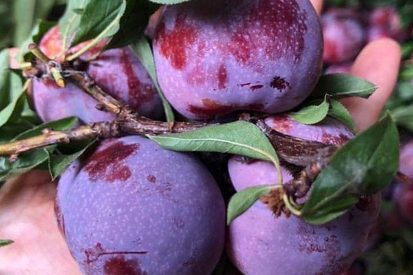 Loại trái cây nhập khẩu sang chảnh ồ ạt về chợ Việt, giá rẻ hiếm thấy-3