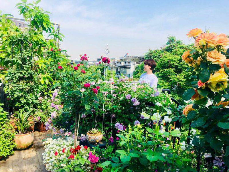Khu vườn sân thượng độc đáo với tầng trên là hoa hồng rực rỡ, tầng dưới muôn hoa đua nở 4 mùa-1