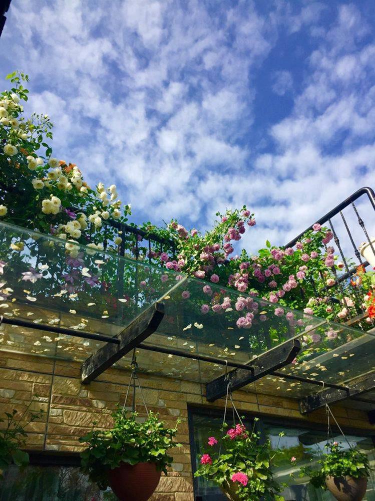 Khu vườn sân thượng độc đáo với tầng trên là hoa hồng rực rỡ, tầng dưới muôn hoa đua nở 4 mùa-3