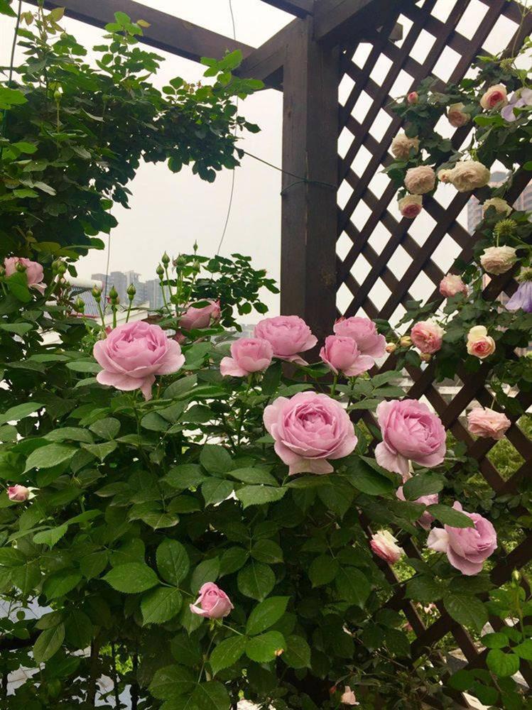 Khu vườn sân thượng độc đáo với tầng trên là hoa hồng rực rỡ, tầng dưới muôn hoa đua nở 4 mùa-9