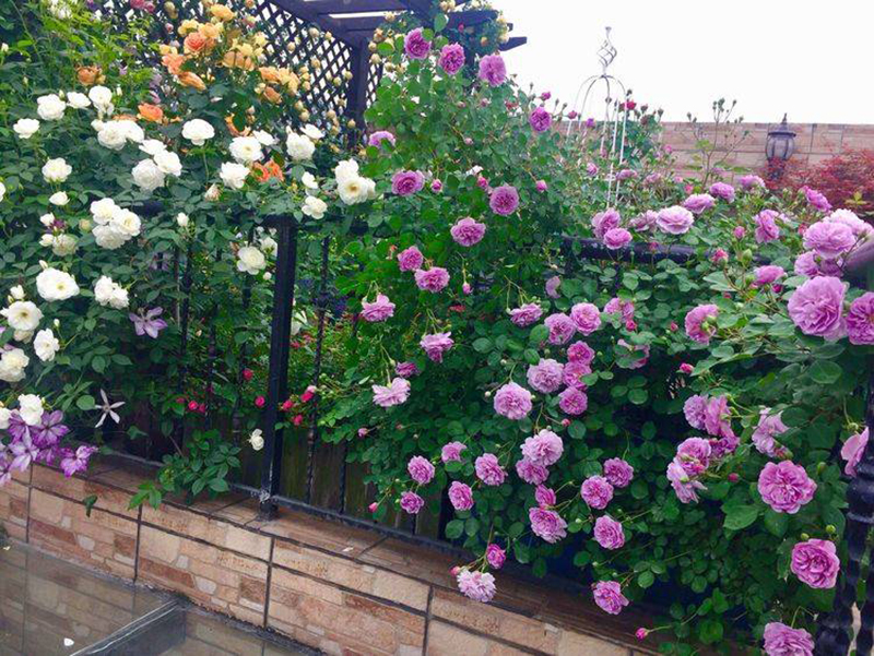 Khu vườn sân thượng độc đáo với tầng trên là hoa hồng rực rỡ, tầng dưới muôn hoa đua nở 4 mùa-10