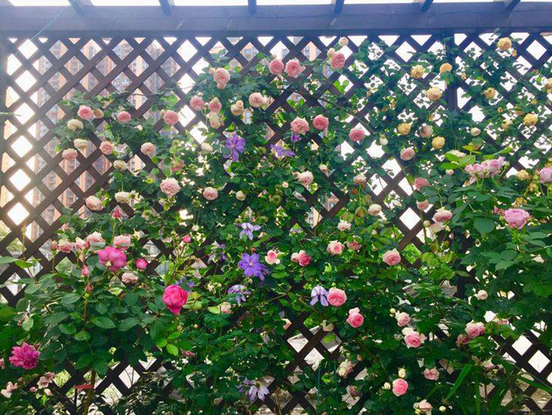 Khu vườn sân thượng độc đáo với tầng trên là hoa hồng rực rỡ, tầng dưới muôn hoa đua nở 4 mùa-11