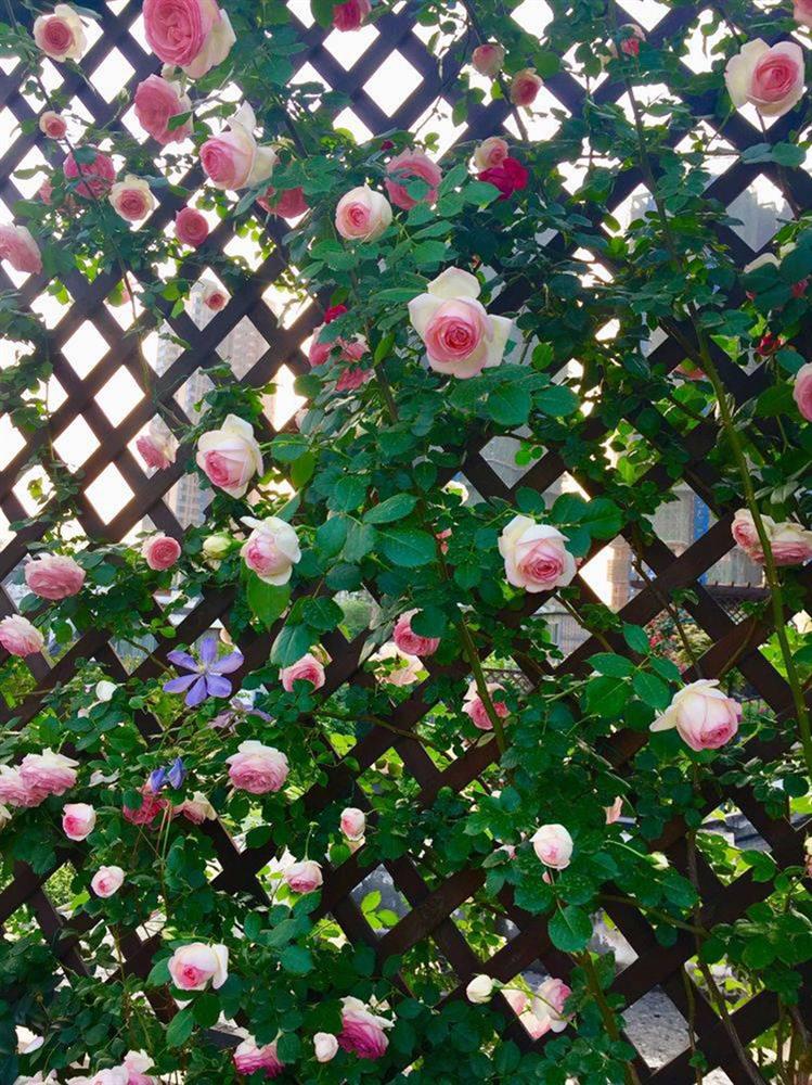 Khu vườn sân thượng độc đáo với tầng trên là hoa hồng rực rỡ, tầng dưới muôn hoa đua nở 4 mùa-12