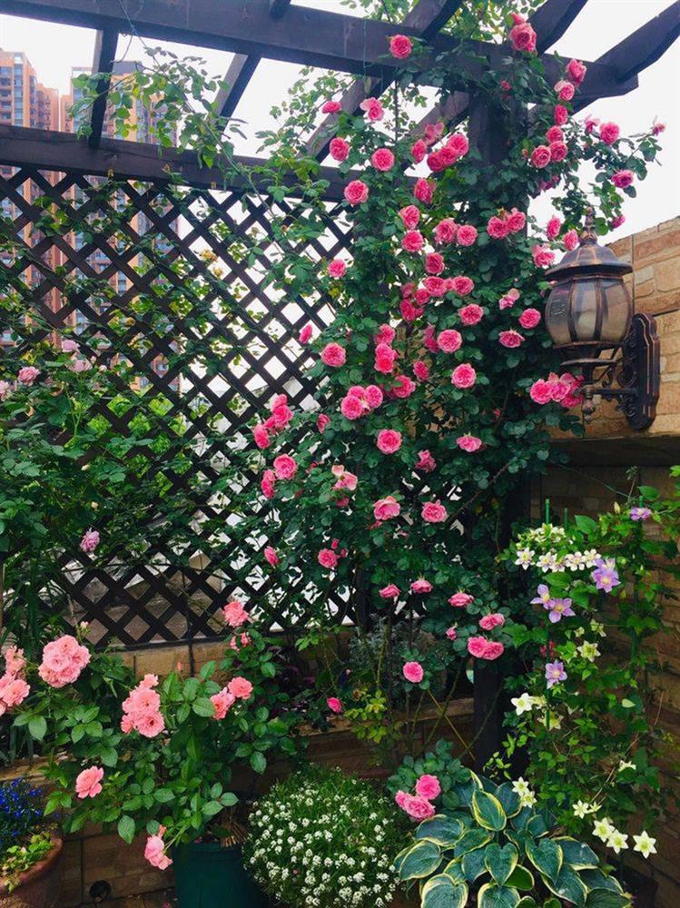 Khu vườn sân thượng độc đáo với tầng trên là hoa hồng rực rỡ, tầng dưới muôn hoa đua nở 4 mùa-13