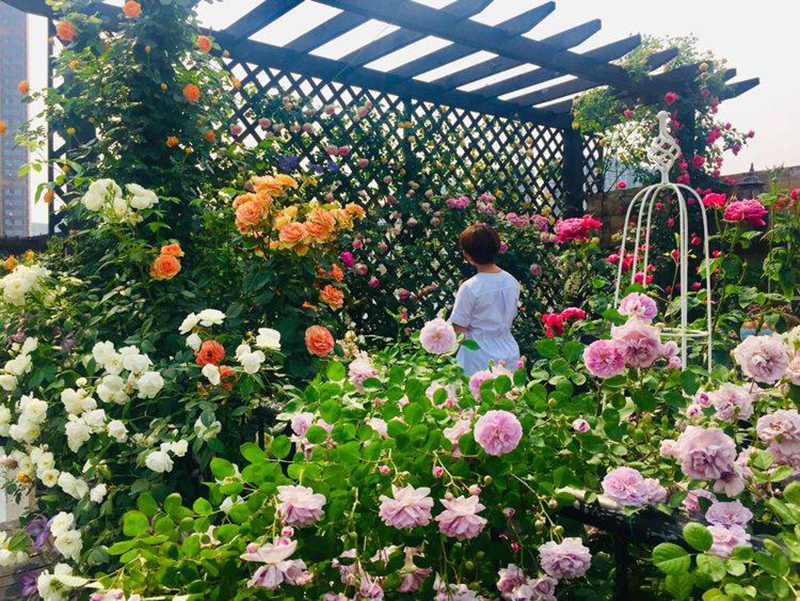 Khu vườn sân thượng độc đáo với tầng trên là hoa hồng rực rỡ, tầng dưới muôn hoa đua nở 4 mùa-15