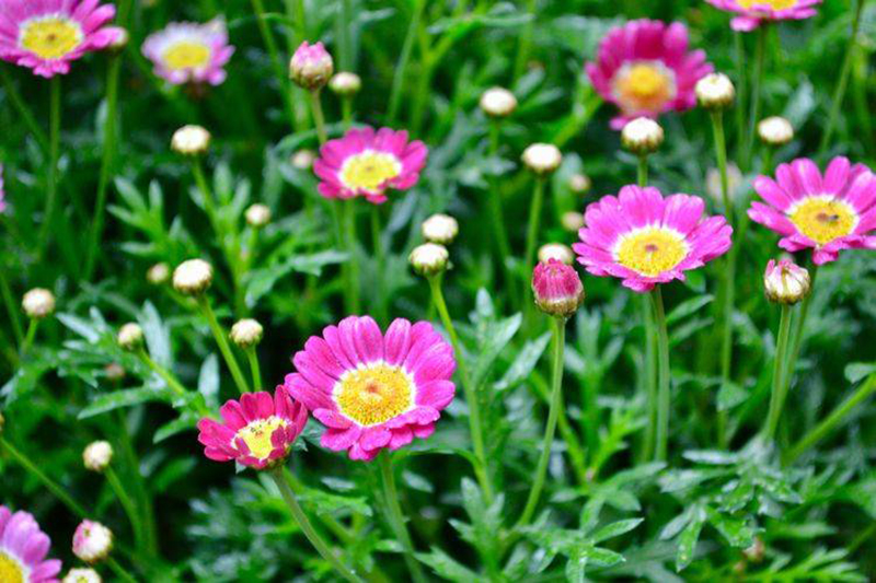 Khu vườn sân thượng độc đáo với tầng trên là hoa hồng rực rỡ, tầng dưới muôn hoa đua nở 4 mùa-18