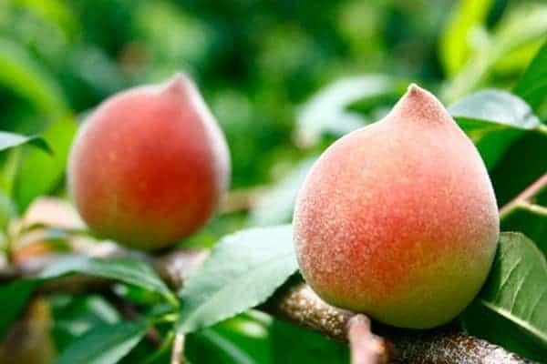 Những ‘đại kỵ’ khi ăn đào, cần tránh kẻo rước bệnh vào thân-1