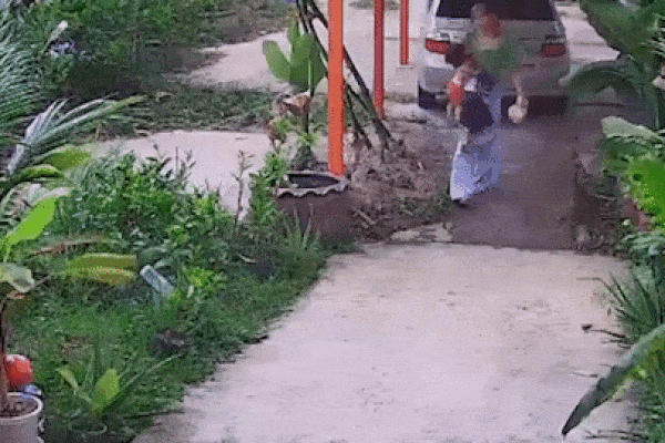 Chú chó cứu mạng 2 bố con thoát khỏi rắn hổ mang cực độc tấn công-1