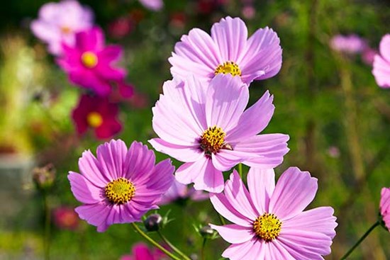 3 con giáp có tài lộc vượng phát từ giờ đến cuối năm, phú quý như nước chảy