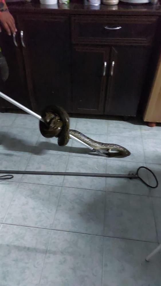 Game thủ bị trăn cắn vì mải chơi điện tử khi đi vệ sinh-2