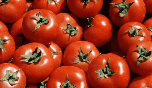 Làm thế nào để biết một quả cà chua có chất kích thích? Ghi nhớ 4 điểm, nhìn thoáng qua là biết cà chua hormone”, đừng bao giờ mua!-3
