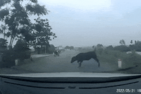 Ô tô đâm bay con bò, gây tai vạ cho người đàn ông đi xe máy