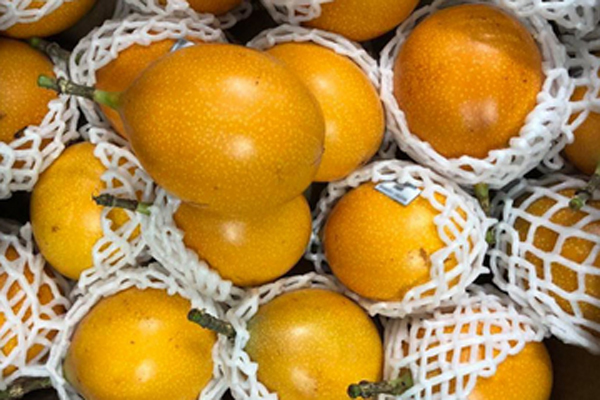 Loại chanh bé như quả quất mà giá bán cao ngất, dân buôn bán hàng tấn mỗi vụ-4