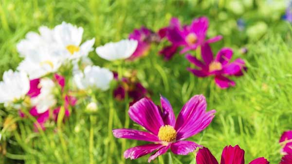 Tuần cuối tháng 5, 3 con giáp phúc lộc lên cao, bình an hưởng phúc-2